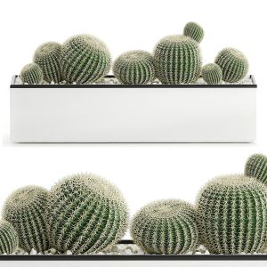 Decorative Cactus In White Pot 584