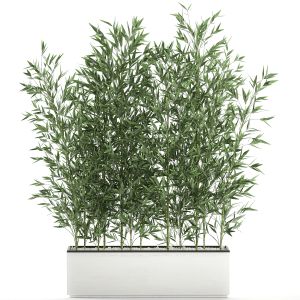 Bamboo Bush For The Interior In A White Pot 579