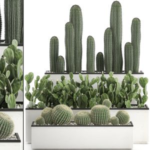 Decorative Cactus In White Pots 578