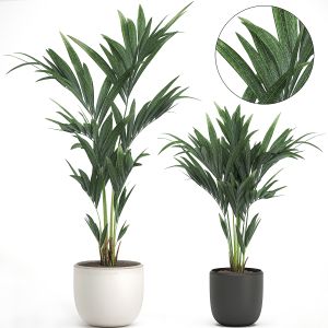 Decorative Palm In A White Flowerpot 566