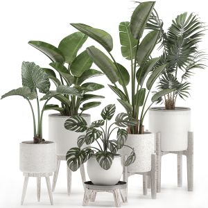 Plants For The Interior In White Pots 557