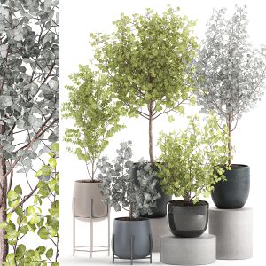 Eucalyptus Trees In A Flowerpot 551