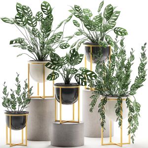 Decorative Plants In Pots For The Interior 551