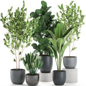 Decorative Plants In Pots For The Interior 550