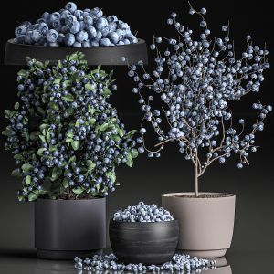 Blueberry Tree In Pots For The Interior 547