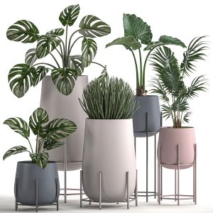 Decorative Plants In Pots For The Interior 547