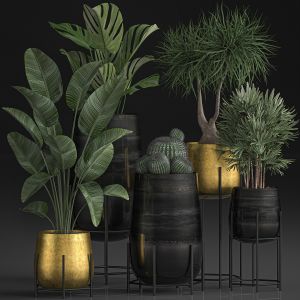 Plants In Luxury Gold Pots For The Interior 545