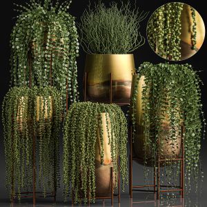 Succulents In A Flowerpot For Interior Design 543