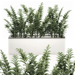 Zamioculcas In Pots For The Interior 534