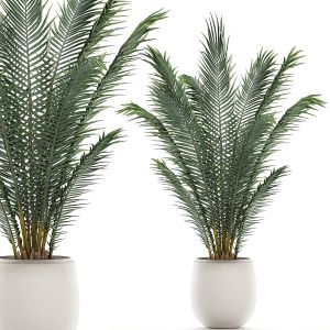 Decorative Palm In A White Flowerpot 531