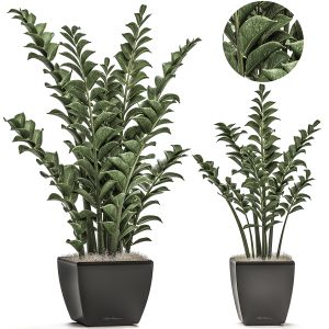 Zamioculcas In Pots On A Stand 527