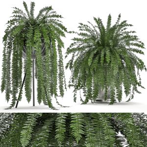 Decorative Fern In A White Flowerpot 517