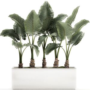 Alocasia In A White Flowerpot For Decor 511