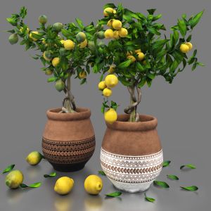 Lemon Trees