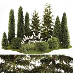 Garden Of Thuja Cypress Trees With Pampas Grass