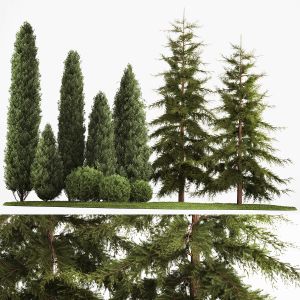 Garden Of Thuja Cypress Treesrden