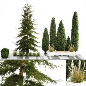 Garden Of Thuja Cypress Treesrden