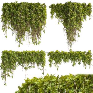 Collection Plant Vol 425 - Assord - Ivy - Outdoor