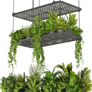 Collection Plant Vol 426 - Pothos - Hanging - Ampe