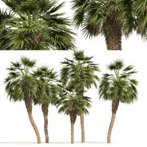 5 Fountain Palms