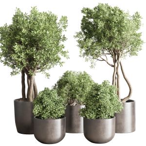 Collection Indoor Outdoor Plant 53 Pot Tree Plant