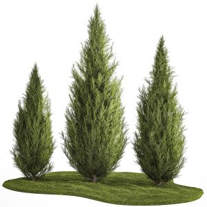 Juniper Thuja And Cypress For Landscape Design