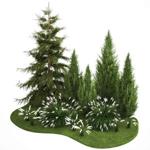 Spruce Thuja And Cypress For Landscape Design