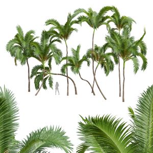 New Plant Areca Catechu