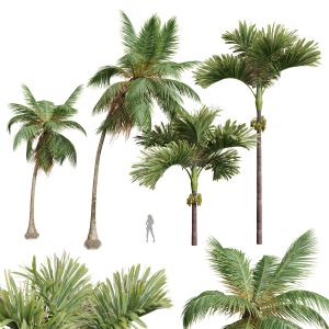 Areca Catechu Decorative Garde Cocos Nuciferan