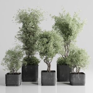 Indoor Plant Set 332 Plant Tree Pot Dirty Concrete