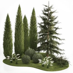 Spruce Thuja And Cypress For Landscape Design