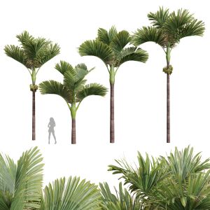 Areca Catechu Decorative Garden Fruit 4tree