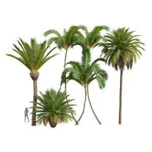 Phoenix Canariensis Areca Catechu 6Trees