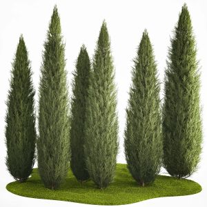 Juniper Thuja And Cypress For Park, Garden, Forest