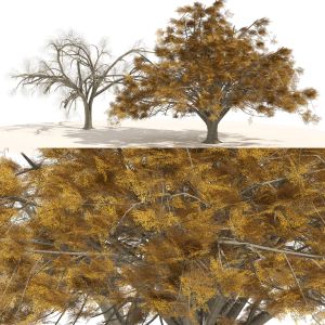 Fall And Winter Water Elm Trees