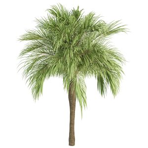 Palm Tree