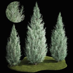 Blue Cypress Juniper And Thuja