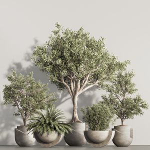 Indoor Plant Set 94