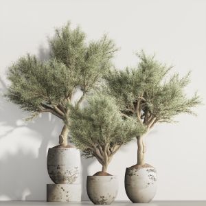 Olive Tree And Indoor Plant Set 95