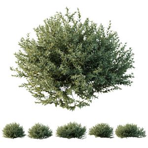 Plants Grey Box Westringia Fruticosa Coastal Rosem