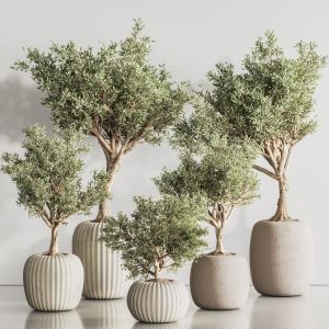 Indoor Plant Set 128