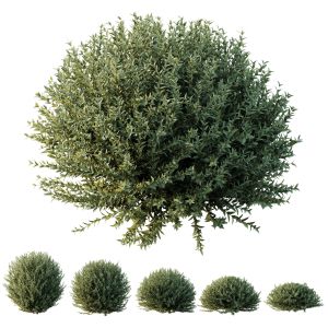 Grey Box Westringia Fruticosa Coastal Rosemary 02