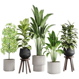 Indoor Plants-020