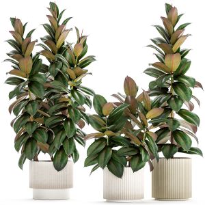 Ficus Tree Small Set White Modern Pot 1462