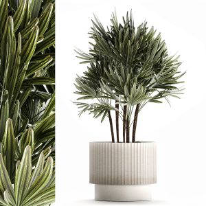 Small Raphis Palm In A White Modern Pot 1464