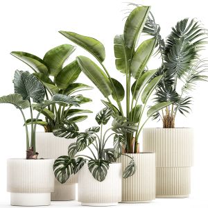 Small Plants  White Pots Strelitzia Palma Monstera