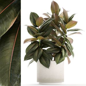 Small Tree In A Modern White Pot Ficus Elastica