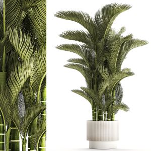 Small Indoor Palm White Pot Dypsis Cyrtostachys