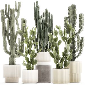 Set Cacti Potted Desert Plants Cereus Prickly Pear