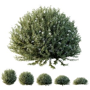 Grey Box Westringia Fruticosa Coastal Rosemary 02